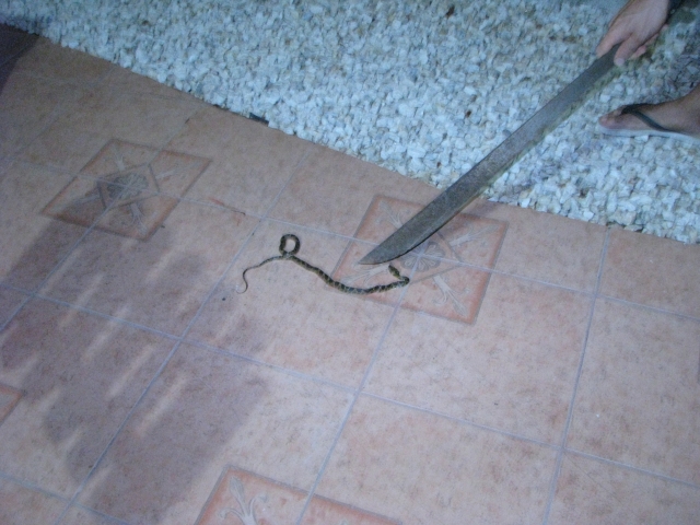 serpentello sfortunato